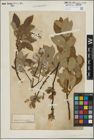Foto von Salix hastata L.
